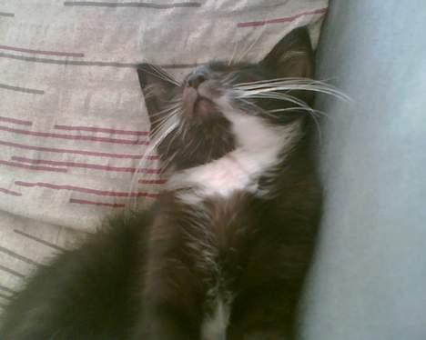 Huskat Zputnik billede 10