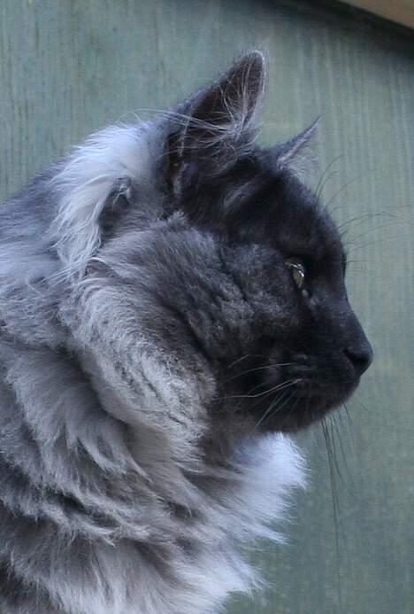 Norsk Skovkat Harley Felis Jubatus billede 2