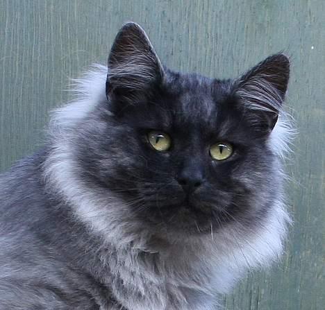 Norsk Skovkat Harley Felis Jubatus billede 3