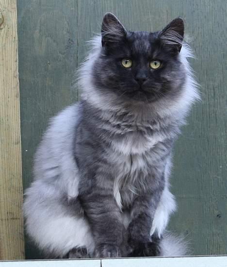 Norsk Skovkat Harley Felis Jubatus billede 4