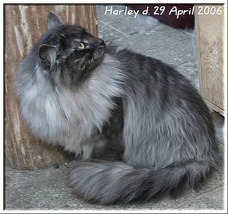 Norsk Skovkat Harley Felis Jubatus billede 5