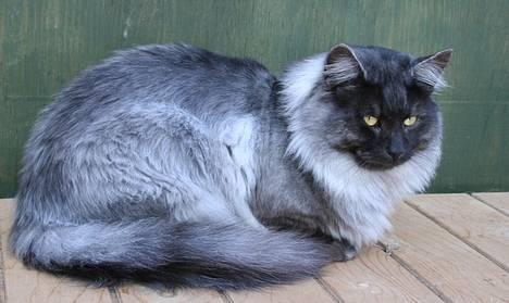 Norsk Skovkat Harley Felis Jubatus billede 6