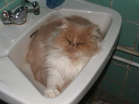 Perser andreas - sover i håndvasken.... billede 7