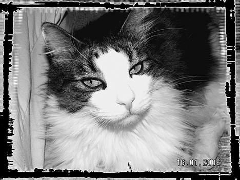 Norsk Skovkat "Elmer" - Han er en lille fotogen kat ;) billede 1