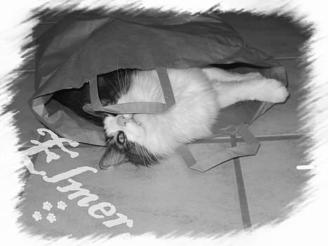 Norsk Skovkat "Elmer" - Han elsker bare poser, og han skal bare ind i dem *hehe* billede 2