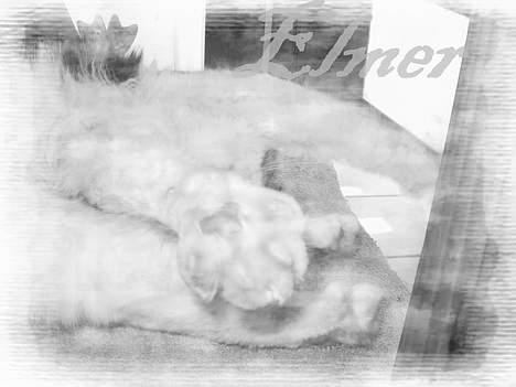 Norsk Skovkat "Elmer" - syntes det var et lidt sjovt billed :) billede 3