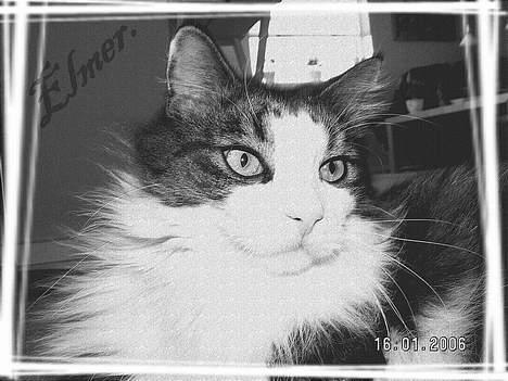 Norsk Skovkat "Elmer" - igen fotogen ;) billede 4