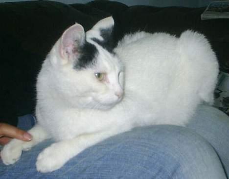 Huskat Gismo billede 14