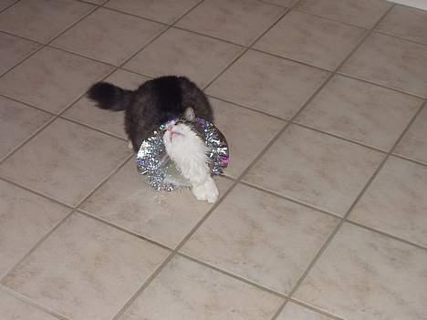 Norsk Skovkat "Elmer" - <Nytårs hatte> de er da for sjove at lege med *hehe* billede 5