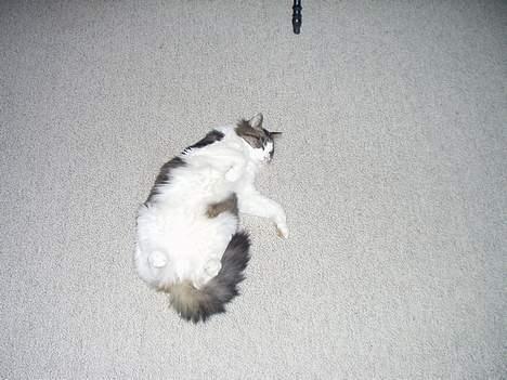 Norsk Skovkat "Elmer" - putte gøj... billede 6