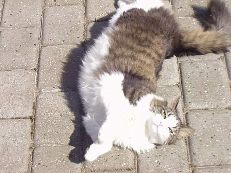 Norsk Skovkat "Elmer" - hygge på terrassen billede 7