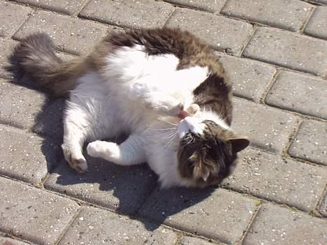 Norsk Skovkat "Elmer" - så skal poterne lige renses for skidt :D billede 8