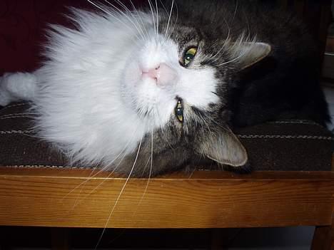 Norsk Skovkat "Elmer" - uuuuh´ hvor han hygger sig billede 9