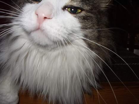 Norsk Skovkat "Elmer" - kameraet er lidt spændende :) billede 10