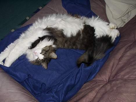 Norsk Skovkat "Elmer" - Hygge på sofaen.. billede 11