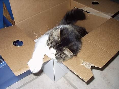 Norsk Skovkat "Elmer" - papkasser er bare sjove.. billede 12