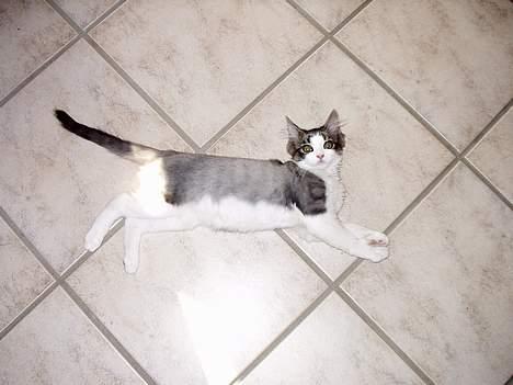 Norsk Skovkat "Elmer" - Lille elmer. ikke gud kønneste kat som lille *Ss*, men en kælepot var han billede 13