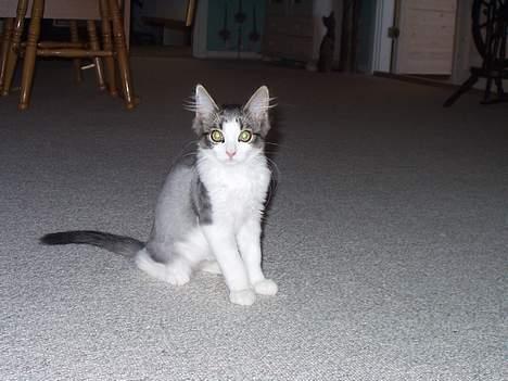 Norsk Skovkat "Elmer" - lille elmer igen, han var sååå sød ;) billede 14