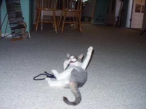 Norsk Skovkat "Elmer" - så har han fundet noget han han kunne lege med ;) billede 15