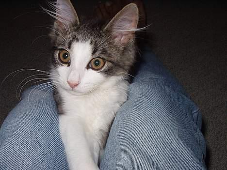 Norsk Skovkat "Elmer" - ;) billede 16