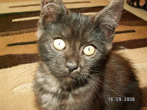 Blanding af racer Maine coon / huskat "Bob" - lille dejlige bobby mis billede 1