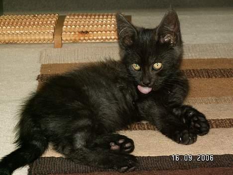 Blanding af racer Maine coon / huskat "Bob" billede 2