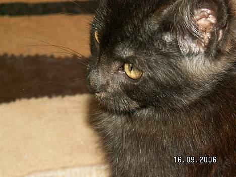 Blanding af racer Maine coon / huskat "Bob" billede 3