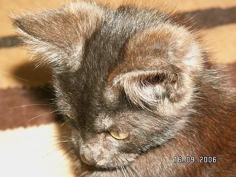 Blanding af racer Maine coon / huskat "Bob" billede 4