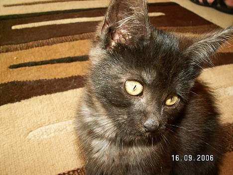 Blanding af racer Maine coon / huskat "Bob" billede 5