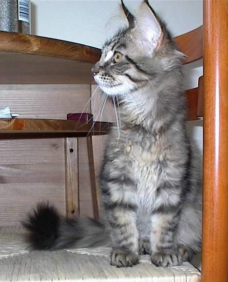 Maine Coon havana billede 10