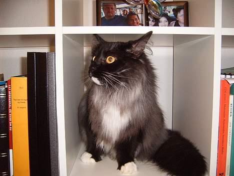 Norsk Skovkat Mufassa Valdemar Holm  - Sidder i en rumdeler billede 19