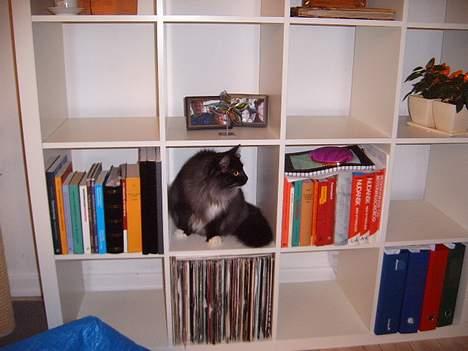 Norsk Skovkat Mufassa Valdemar Holm  - her sidder jeg ved siden af bøger i massevis :-) billede 20