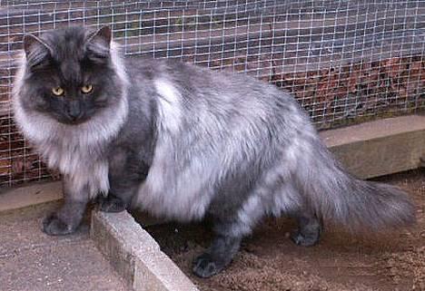 Norsk Skovkat Harley Felis Jubatus billede 7