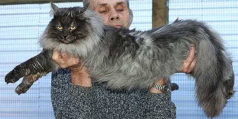 Norsk Skovkat Harley Felis Jubatus billede 8