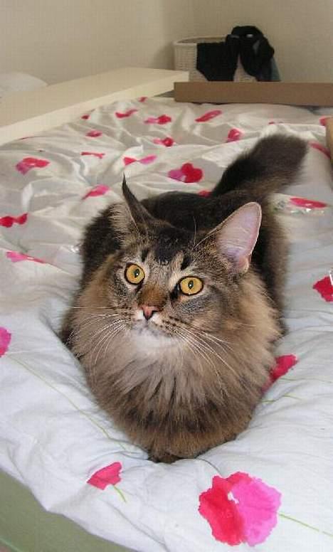 Norsk Skovkat Loke billede 13