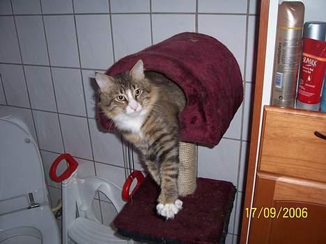 Norsk Skovkat Lillelunden's Paw *solgt* billede 18