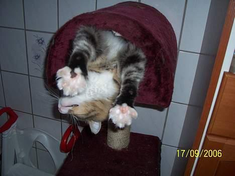 Norsk Skovkat Lillelunden's Paw *solgt* billede 19