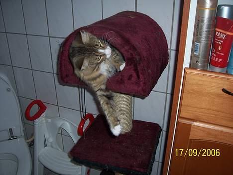 Norsk Skovkat Lillelunden's Paw *solgt* billede 20