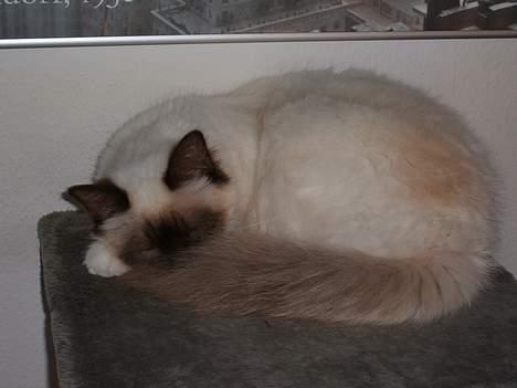 Hellig Birma Emma billede 2