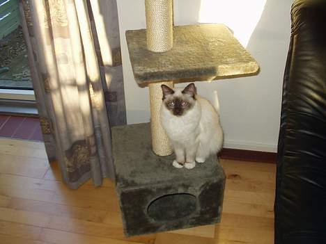 Hellig Birma Emma billede 3