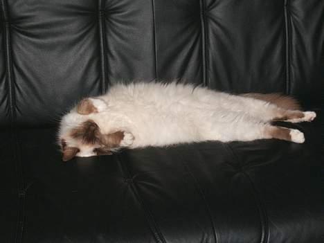 Hellig Birma Emma billede 4