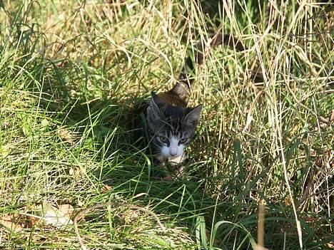 Huskat Frk. Smilla "Nuggi" - Jægeren.... billede 9