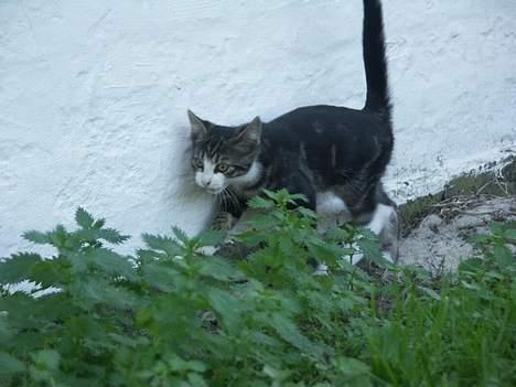 Huskat Frk. Smilla "Nuggi" billede 10