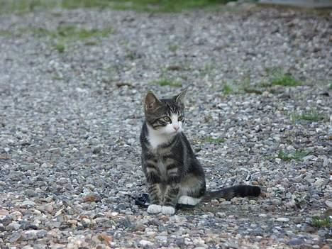 Huskat Frk. Smilla "Nuggi" billede 11