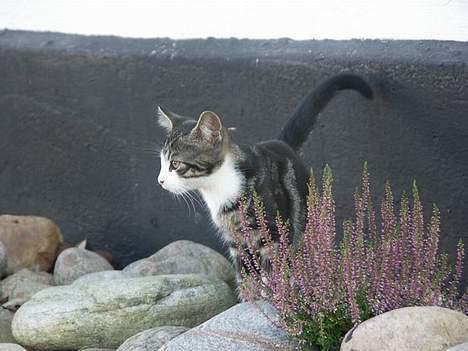 Huskat Frk. Smilla "Nuggi" billede 12