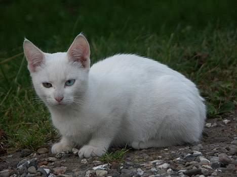 Huskat Snedronningen "Elmis" billede 11