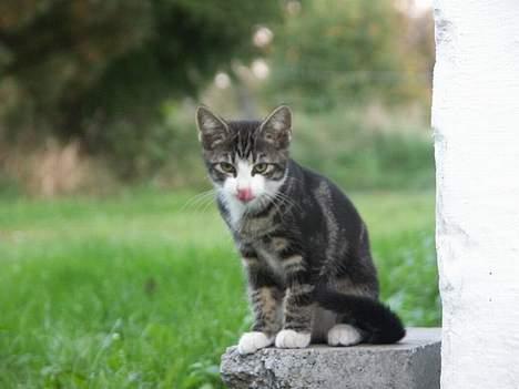 Huskat Frk. Smilla "Nuggi" billede 13