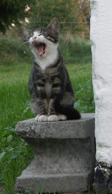 Huskat Frk. Smilla "Nuggi" - Brøl løve  billede 14