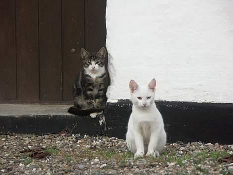 Huskat Frk. Smilla "Nuggi" - Mig og Søs billede 16