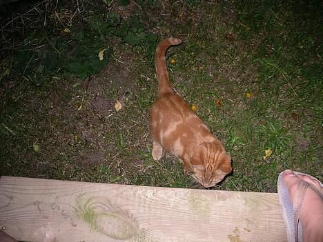 Blanding af racer garfield - haløjza billede 1